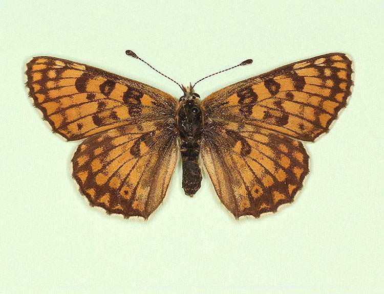 Melitaea cinxia female (aberrant form deficiens) (Internet Image property of respective owner, non-commercial use only)